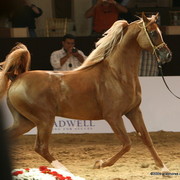 Dubai - Spartacus TO, by Marwan Al Shaqab and owned by Ajman Stud

2nd place 2 year old colts