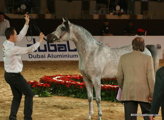 Dubai - El Palacio VO by Al Lahab and out of El Dorada, owned by Al Khalediah Stables