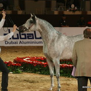 Dubai - El Palacio VO by Al Lahab and out of El Dorada, owned by Al Khalediah Stables