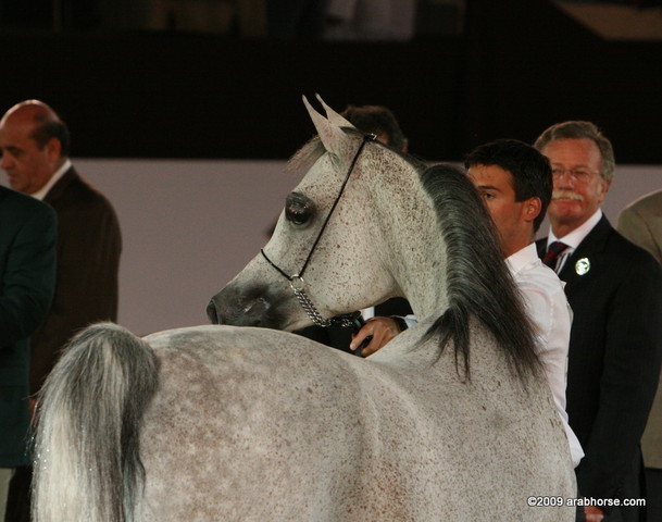 Dubai - Kar Ofelia by LM Perlamor, owned by Dubai Stud