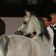 Dubai - Kar Ofelia by LM Perlamor, owned by Dubai Stud