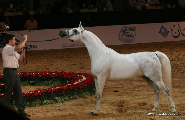 Dubai - Chammur by Don El Chall, owned by Ajman Stud UAE

First place Mares 7 - 9 years old