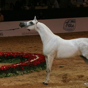 Dubai - Chammur by Don El Chall, owned by Ajman Stud UAE

First place Mares 7 - 9 years old