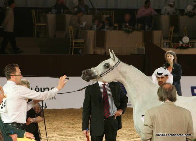 Dubai - Jamilla Al Zobair owned by Al Khalediah Stables
