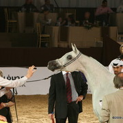 Dubai - Jamilla Al Zobair owned by Al Khalediah Stables