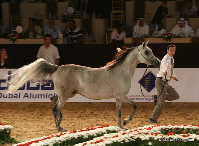 Dubai - Ultimate Perfection by WN Ultimate Star, owned by Al Bidayer Stud