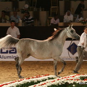 Dubai - Ultimate Perfection by WN Ultimate Star, owned by Al Bidayer Stud