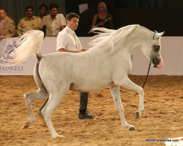 Dubai - AJ Dinar by Wh Justice, owned by Ajman Stud