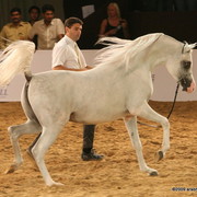 Dubai - AJ Dinar by Wh Justice, owned by Ajman Stud