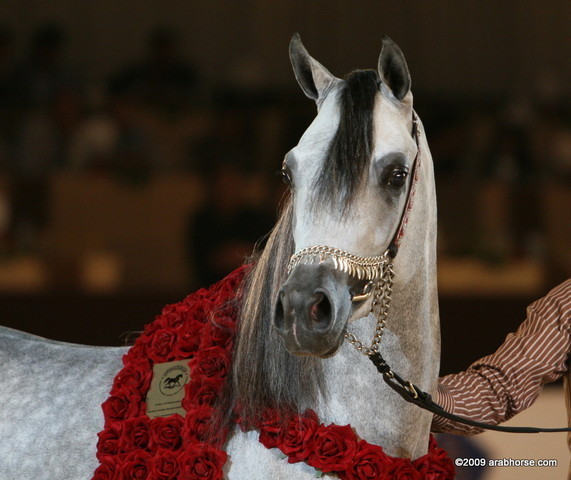 Dubai - El Palacio VO, Champion Jr. Colt, owned by Al Khalediah Stables