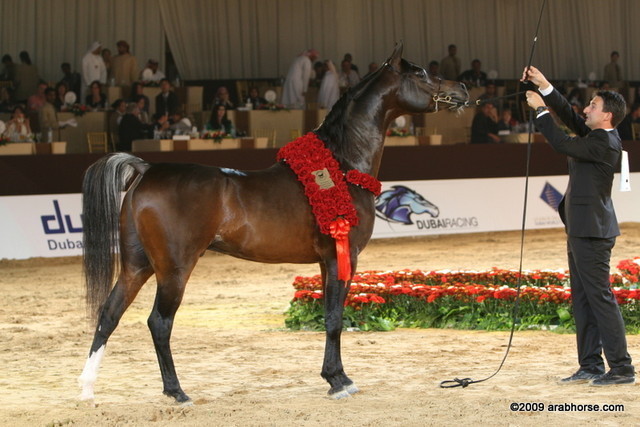 Dubai - Royal Colours