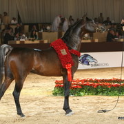 Dubai - Royal Colours