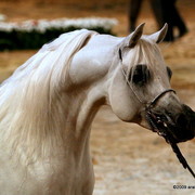 Dubai - Escape Ibn Navarrone - D, Silver winner Sr. Stallion owned by Ajman Stud