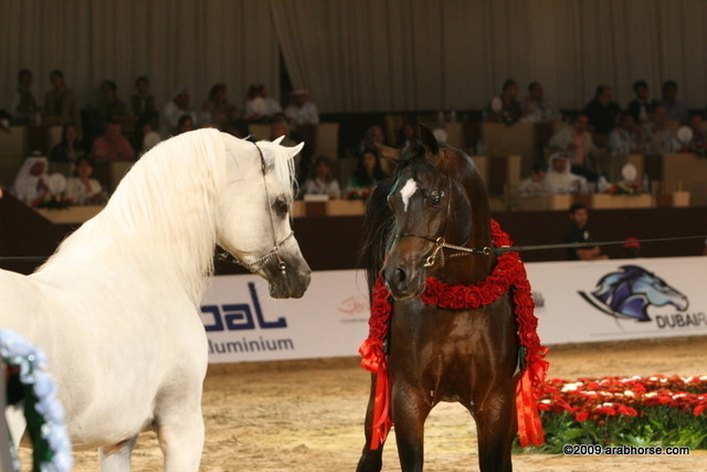 Dubai - Escape and Royal Colours