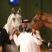 Dubai - Sh. Hamad of Al Shaqab and Dubai Gold Cup winners, Miss El Power & Venetzia