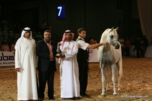 Dubai - Escape IBN Navarrone-D - 1st place Stallions 10 and over, and Silver Champion Stallion