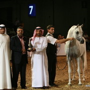 Dubai - Escape IBN Navarrone-D - 1st place Stallions 10 and over, and Silver Champion Stallion