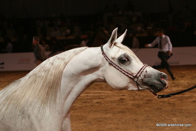 Dubai - Badawieh AA owned by Ajman Stud, silver winner Jr. Fillies