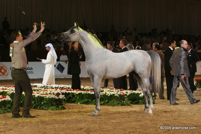Dubai - Baanderos, bronze winner Sr. Stallions