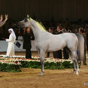 Dubai - Baanderos, bronze winner Sr. Stallions
