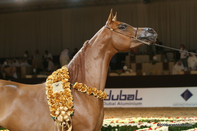 Dubai - Champion Dubai Cold Cup Mare - Venetzia