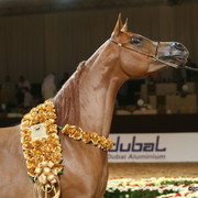 Dubai - Champion Dubai Cold Cup Mare - Venetzia