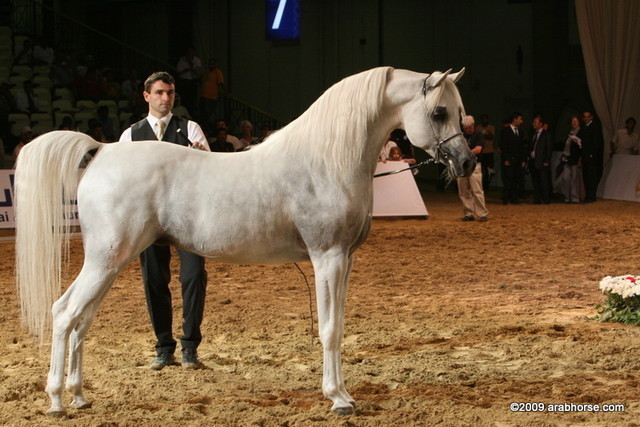 Dubai - Escape IBN Navarrone-D - 1st place Stallions 10 and over, and Silver Champion Stallion