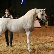 Dubai - Escape IBN Navarrone-D - 1st place Stallions 10 and over, and Silver Champion Stallion