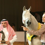 Dubai - Nijem Ibn Eternity by Eternity, owned by Al Khalediah Stables