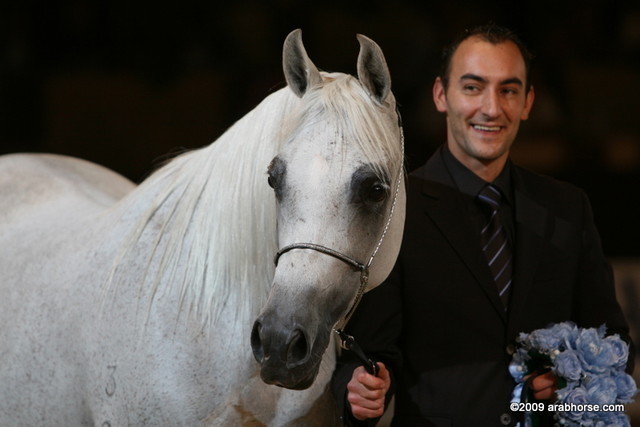 Dubai - Eagleridge Passionata, owned by Ajman Stud, Silver winner Mares