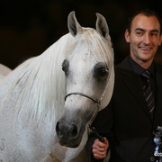 Dubai - Eagleridge Passionata, owned by Ajman Stud, Silver winner Mares