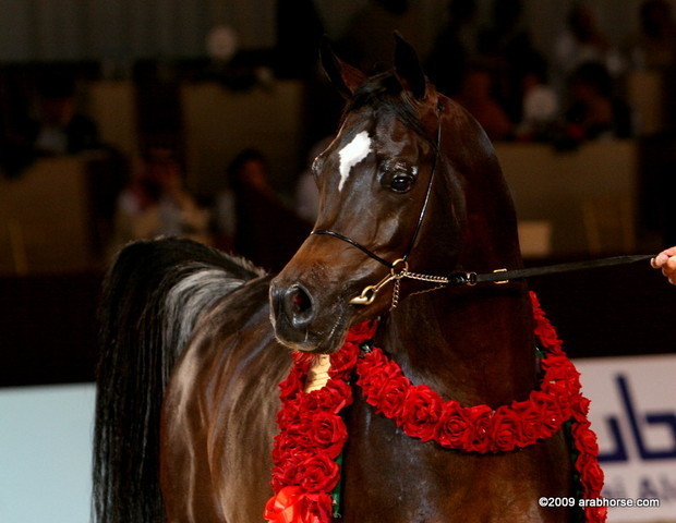 Dubai - Royal Colours, Sr. Champion Stallion, owned by Dubai Arabian Stud