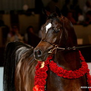Dubai - Royal Colours, Sr. Champion Stallion, owned by Dubai Arabian Stud