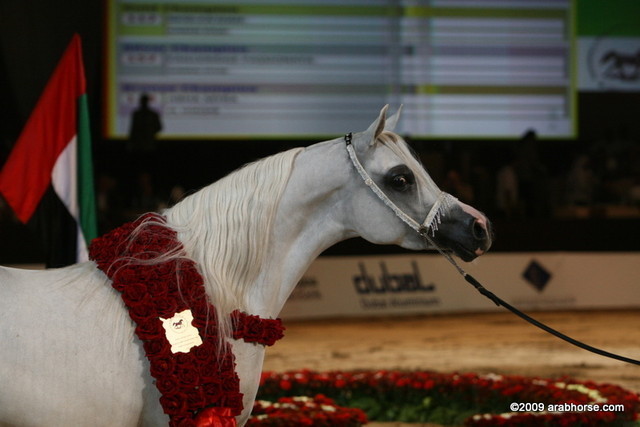 Dubai - Bess-Fa'izah owned by Sh. Ammar, Champion Mare