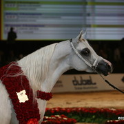 Dubai - Bess-Fa'izah owned by Sh. Ammar, Champion Mare
