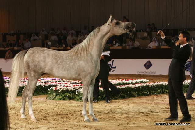 Dubai - Juwanda OS, owned by Dubai Stud