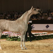 Dubai - Juwanda OS, owned by Dubai Stud
