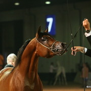 Dubai - Imperial Baareg by Imperial Baarez