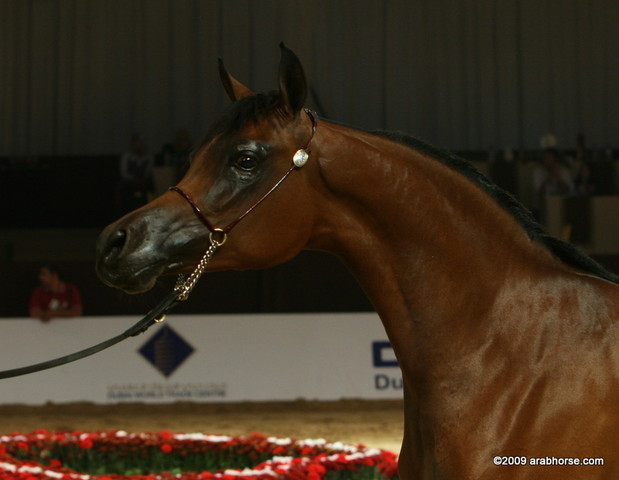 Dubai - Najdah Al Zobair, by Marwan Al Shaqab, Champion yearling filly