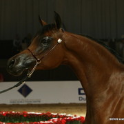 Dubai - Najdah Al Zobair, by Marwan Al Shaqab, Champion yearling filly