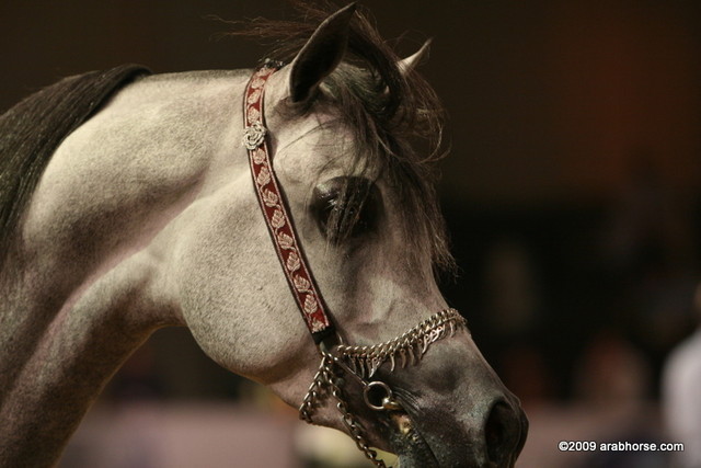 Dubai - El Palacio VO, Gold Champion Jr. Stallion