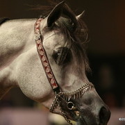 Dubai - El Palacio VO, Gold Champion Jr. Stallion