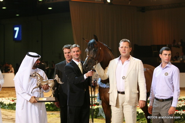 Dubai - Maharaja HDM, silver winner Jr. Colt, owned by Mystica Arabians