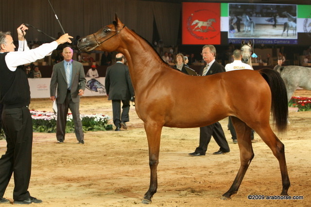Dubai - Shamah Al Shaqab, 1st place yearling Fillies by Marwan and out of SWF Desert Rose