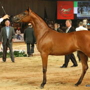 Dubai - Shamah Al Shaqab, 1st place yearling Fillies by Marwan and out of SWF Desert Rose