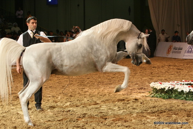 Dubai - Escape IBN Navarrone-D - 1st place Stallions 10 and over, and Silver Champion Stallion