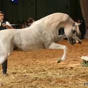 Dubai - Escape IBN Navarrone-D - 1st place Stallions 10 and over, and Silver Champion Stallion