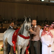 Dubai - El Palacio VO, Champion Jr. Colt, owned by Al Khalediah Stables