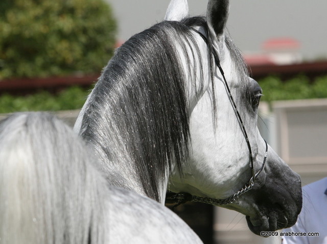 Dubai Stud - Shadow El Sher