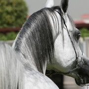 Dubai Stud - Shadow El Sher